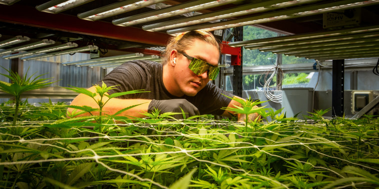 Qualla Enterprises IPM Manager, Dylan Rose, tends to cannabis plants as they grow through a vegetative stage in the glass greenhouse, in Cherokee, N.C., on Sept. 1, 2023.